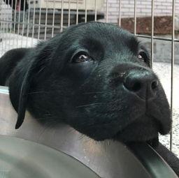 二狗网红吃瓜图片,趣味横生瞬间引爆网络