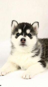 二狗网红吃瓜图片,趣味横生瞬间引爆网络  第2张