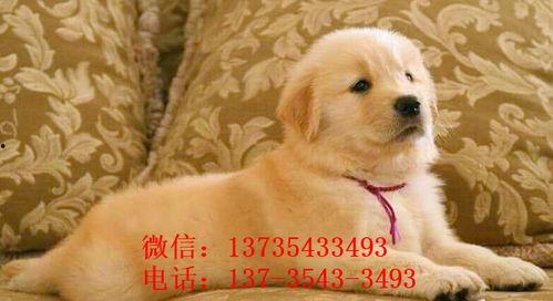 二狗网红吃瓜图片,趣味横生瞬间引爆网络  第3张