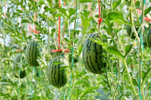 吃瓜网为什么这么火,网络舆论风向标  第2张