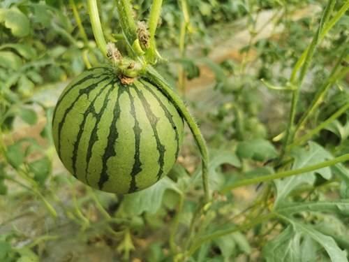 泉州网红吃瓜,揭秘幕后故事与热门话题 第3张 泉州网红吃瓜,揭秘幕后故事与热门话题 第3张