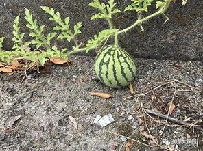 说车网红吃瓜,揭秘娱乐圈的“车圈”风云  第2张