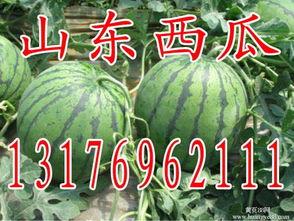 山东网红团队吃瓜,揭秘幕后美食风云  第3张