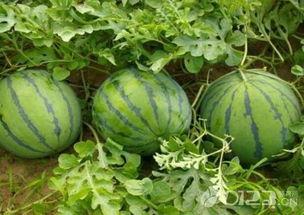 吃瓜网官方多少  第3张