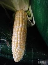 娱乐吃瓜酱玉米,揭秘娱乐圈那些鲜为人知的幕后故事  第3张