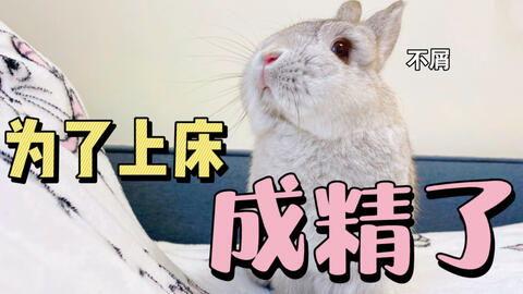 娱乐吃瓜兔  第2张